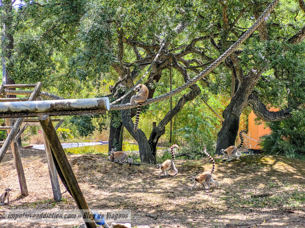 Visitar o Badoca Safari Park