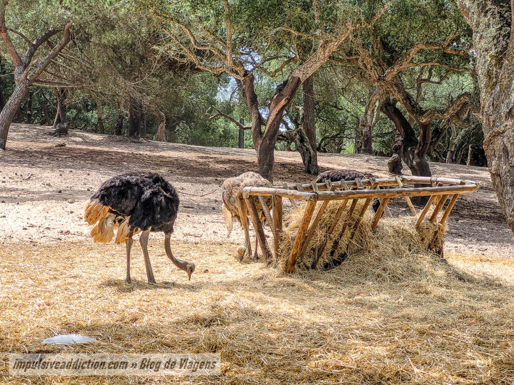 Visitar o Badoca Safari Park