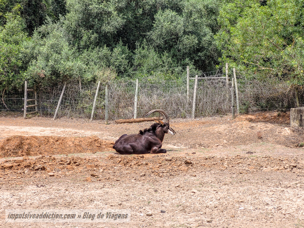 Visitar o Badoca Safari Park