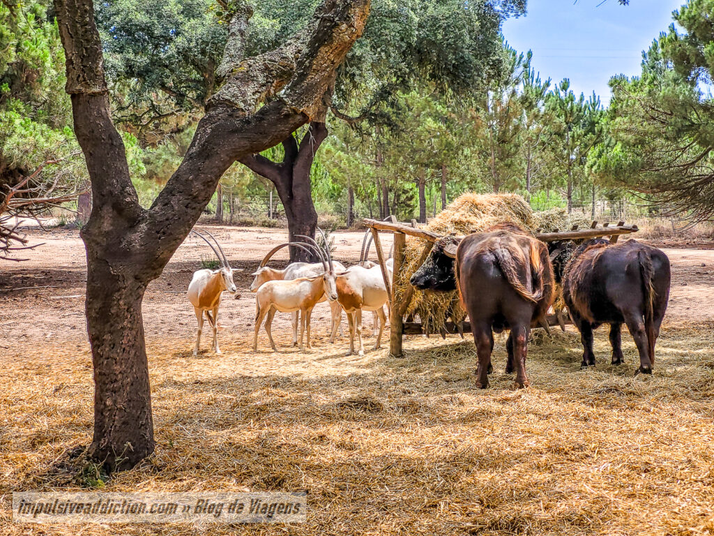 Visitar o Badoca Safari Park
