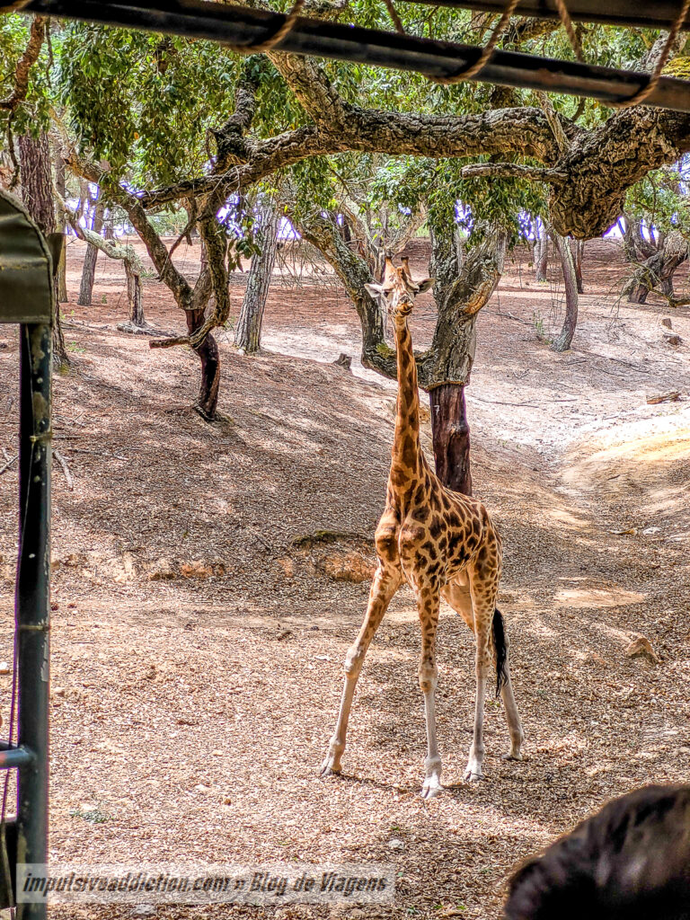 Visitar o Badoca Safari Park