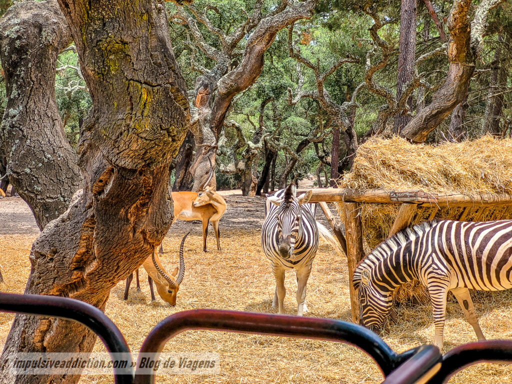Visitar o Badoca Safari Park