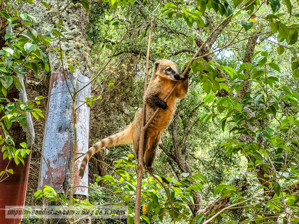 Visitar o Badoca Safari Park
