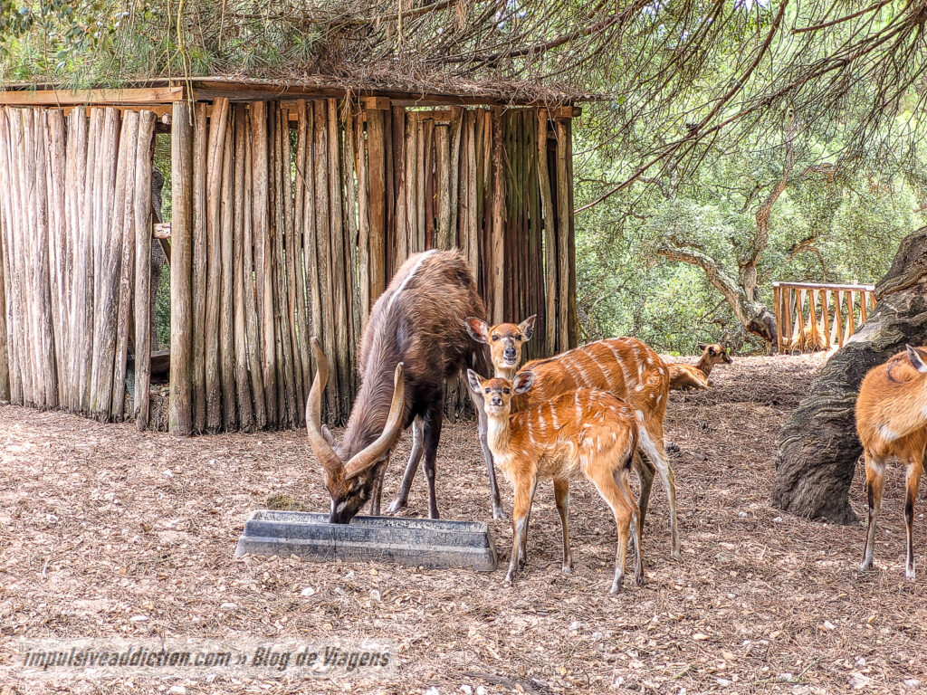 Visitar o Badoca Safari Park