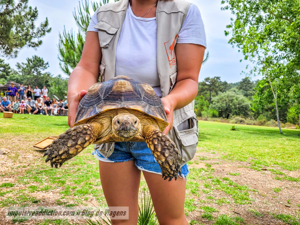 Visitar o Badoca Safari Park