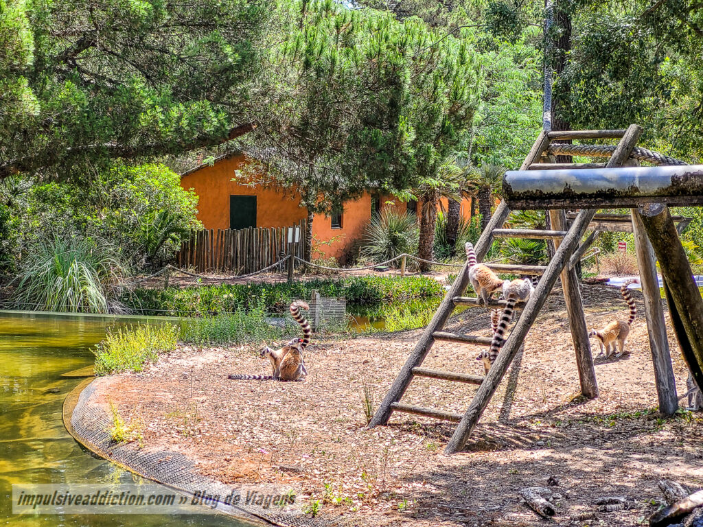 Visitar o Badoca Safari Park