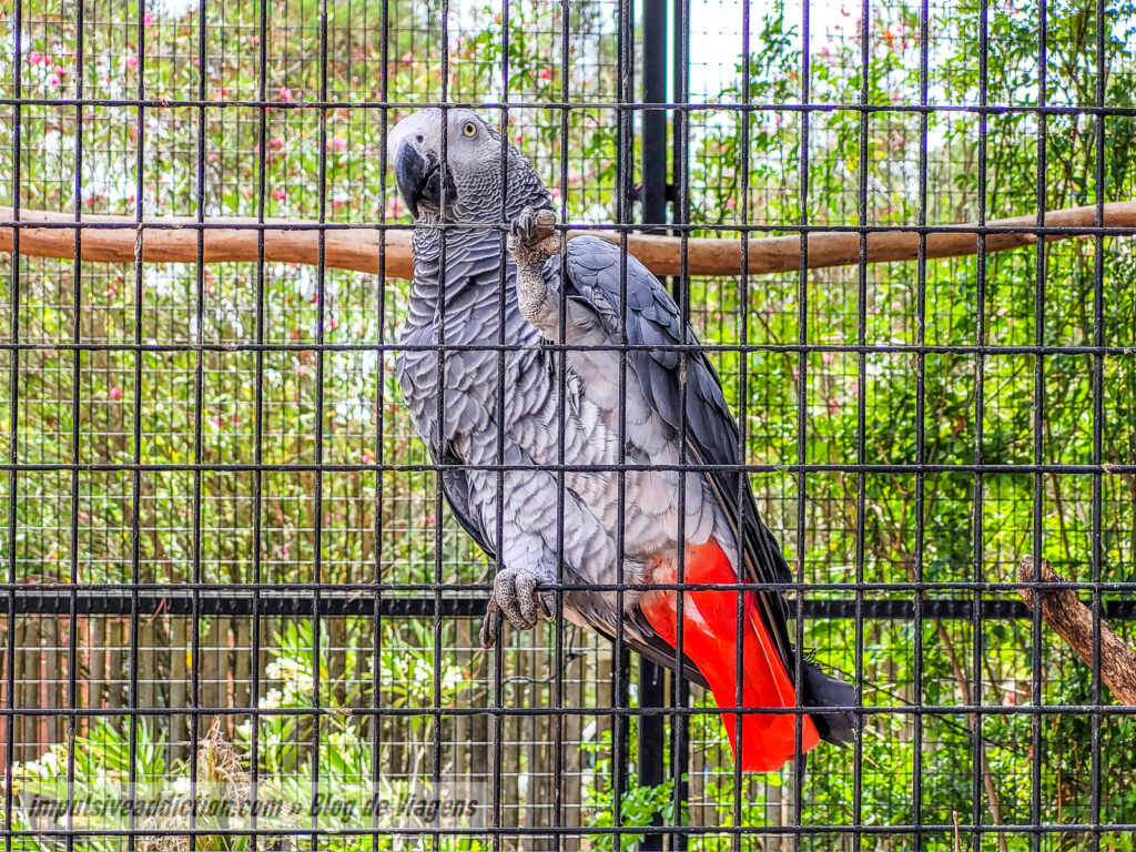 Visitar o Badoca Safari Park