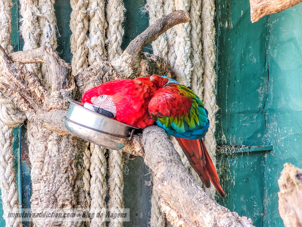 Visitar o Badoca Safari Park