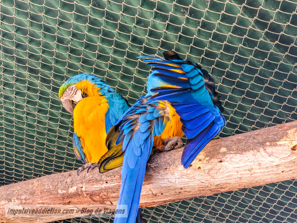 Visitar o Badoca Safari Park