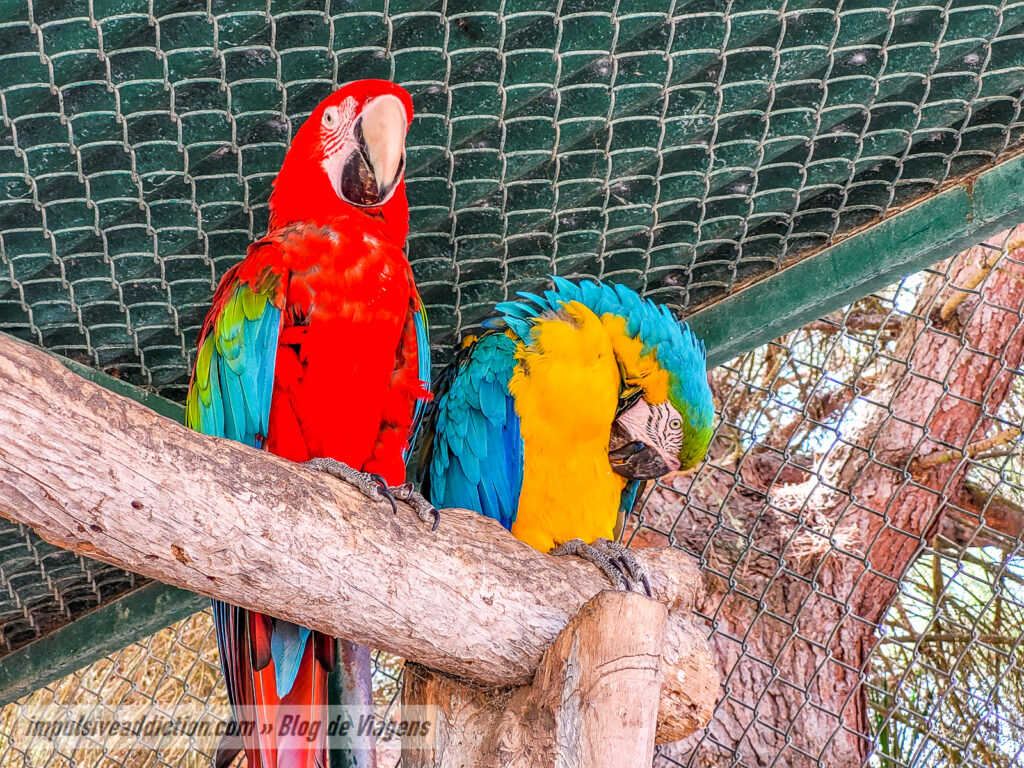 Visitar o Badoca Safari Park