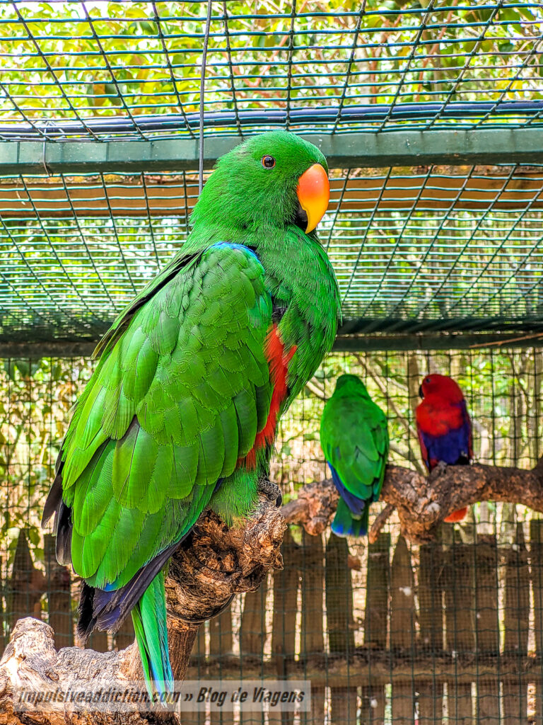 Visitar o Badoca Safari Park