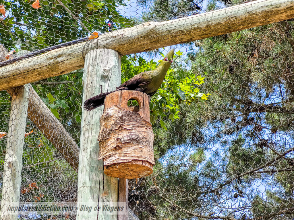 Visitar o Badoca Safari Park