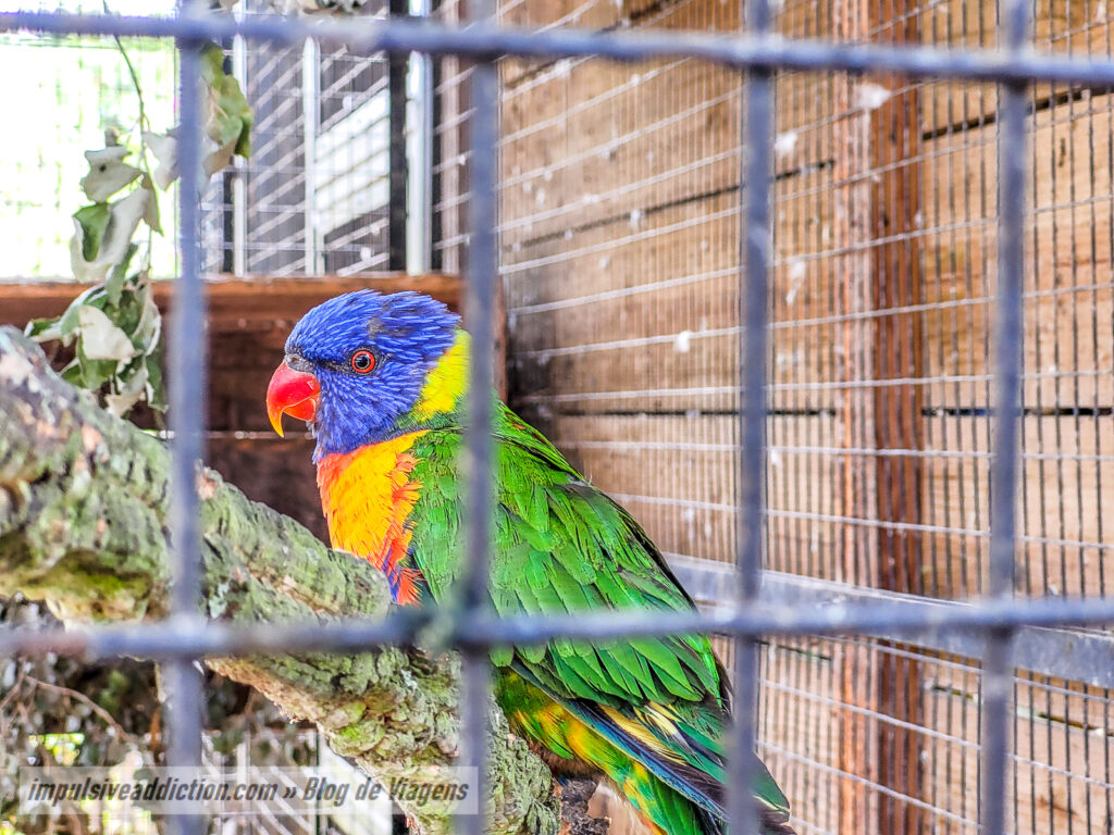 Visitar o Badoca Safari Park