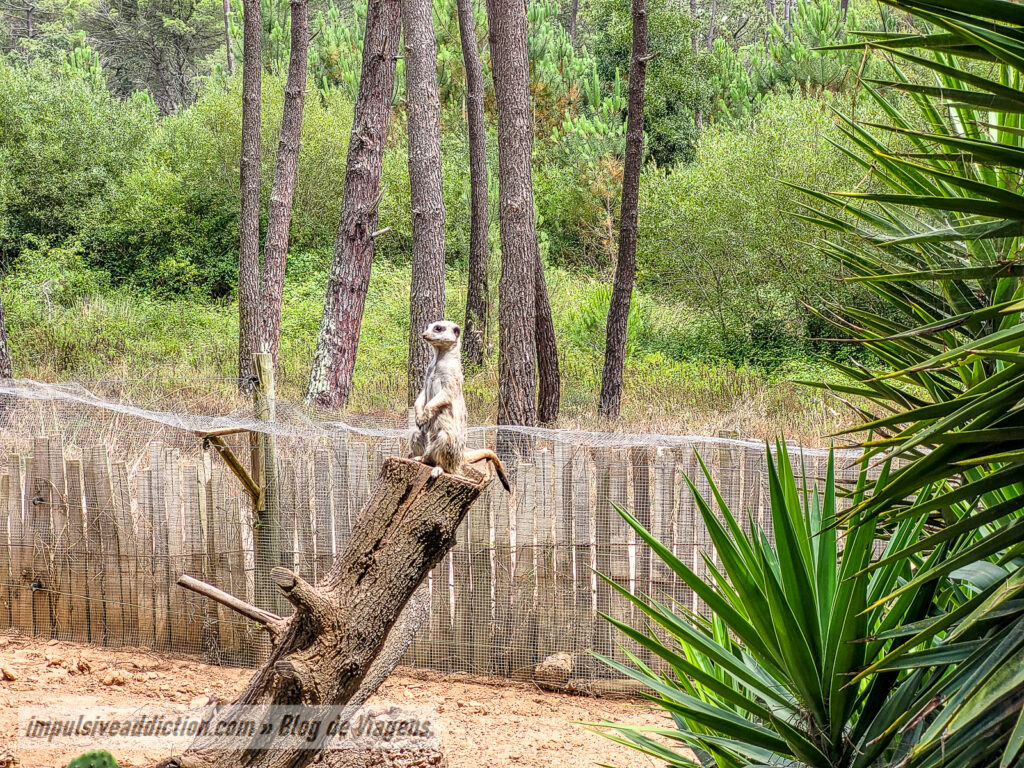 Visitar o Badoca Safari Park