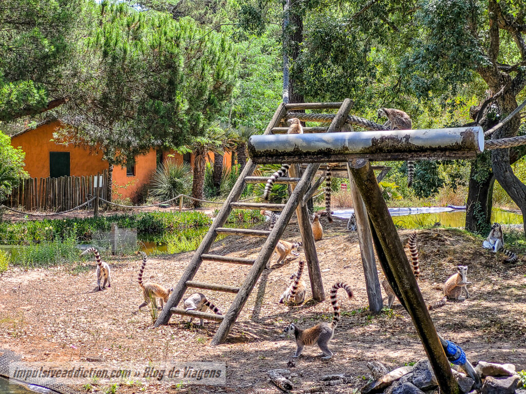 Visitar o Badoca Safari Park