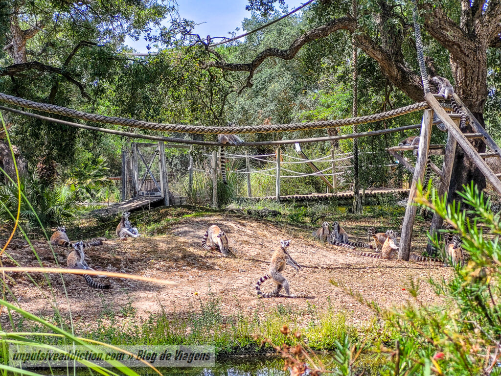Visitar o Badoca Safari Park