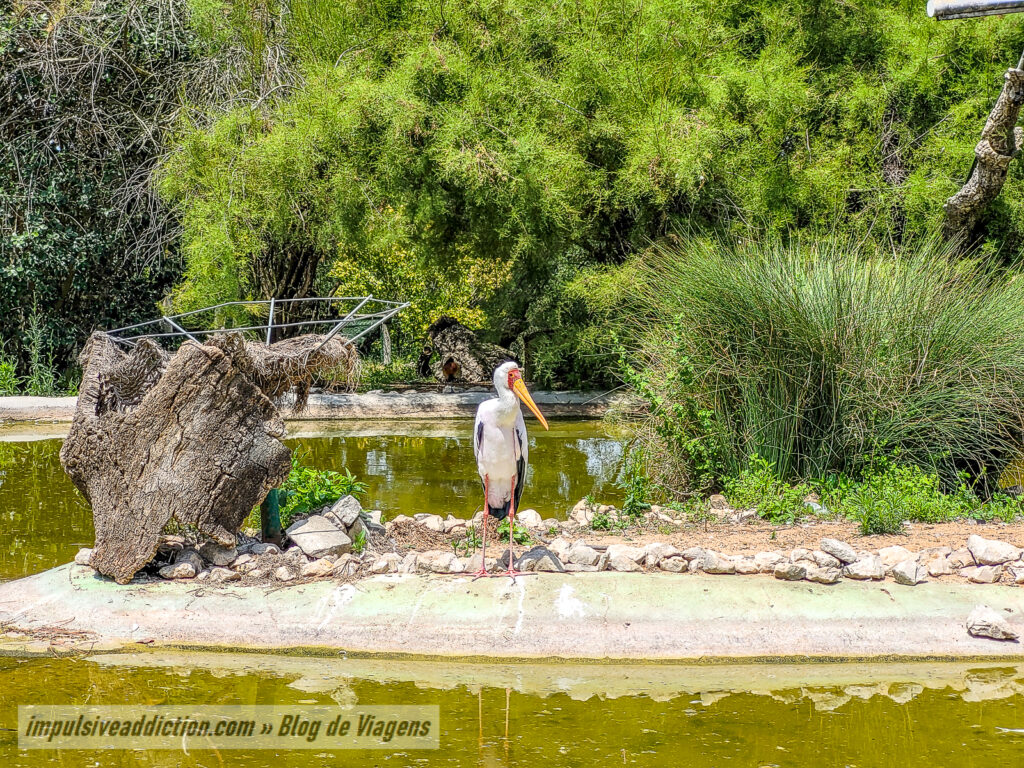 Visitar o Badoca Safari Park