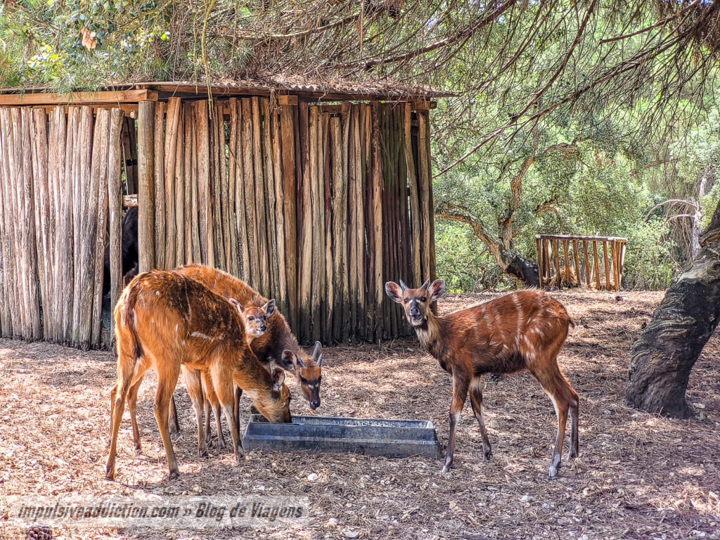 Visitar o Badoca Safari Park