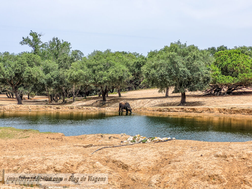 Visitar o Badoca Safari Park