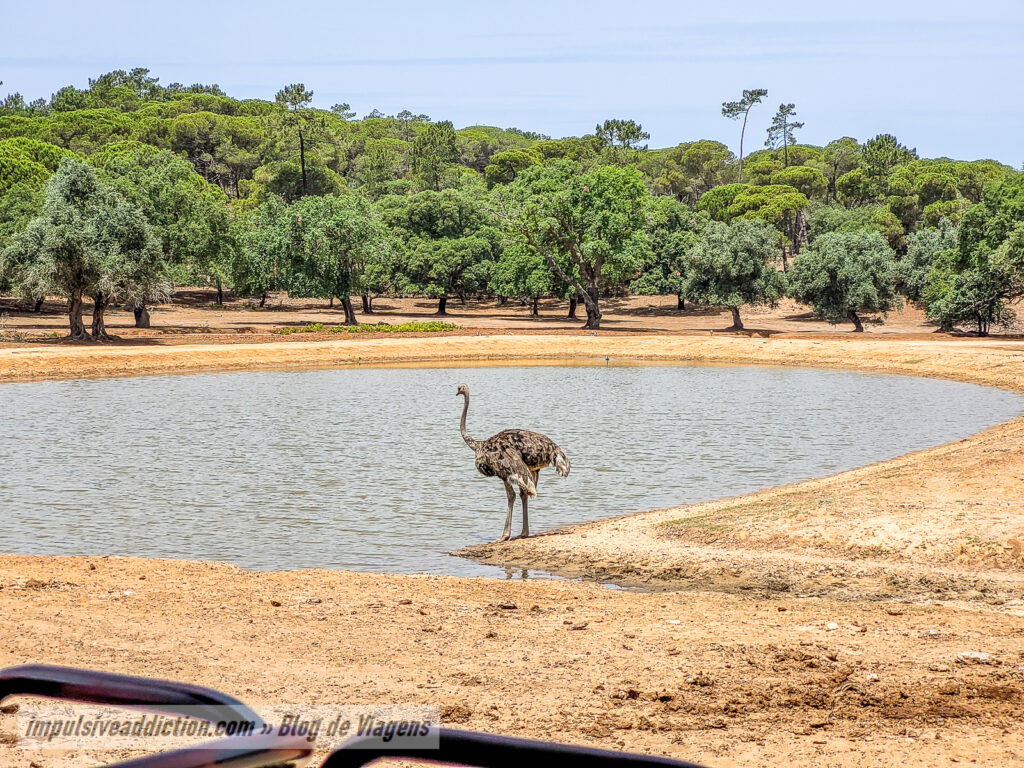 Visitar o Badoca Safari Park