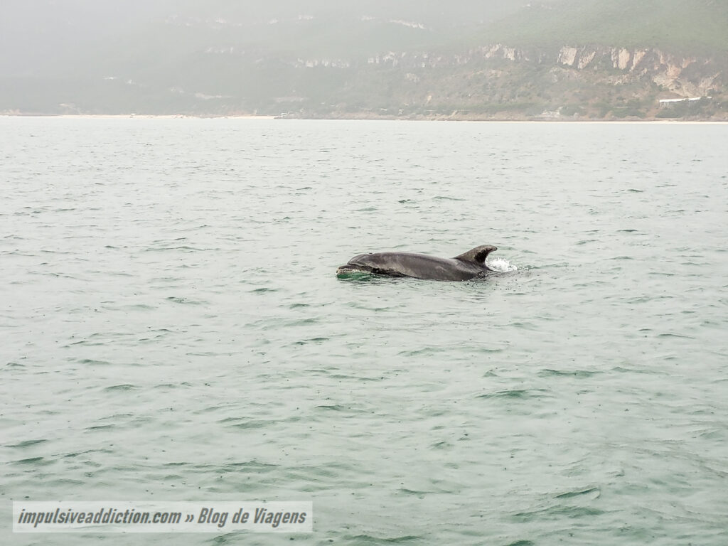 Excursão de Observação dos Golfinhos