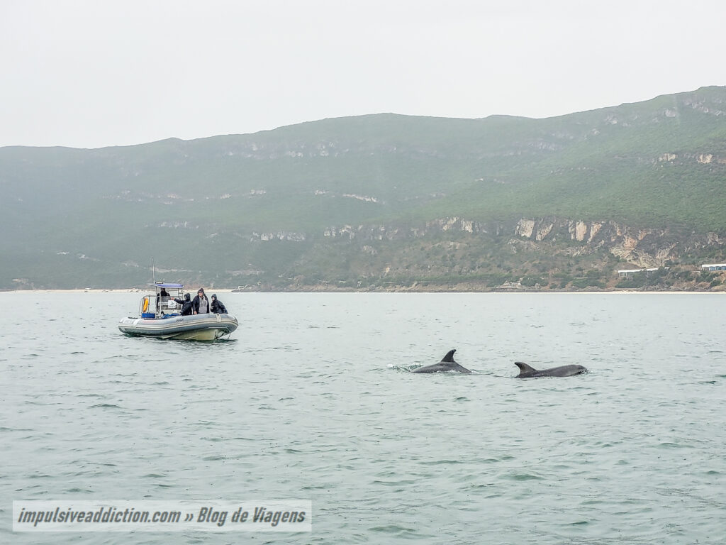 Excursão de Observação dos Golfinhos