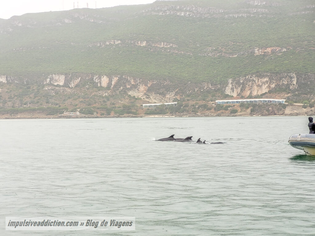 Excursão de Observação dos Golfinhos