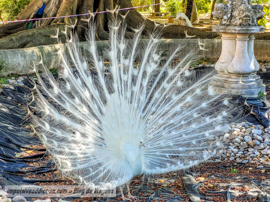 Jardim Botânico da Ajuda
