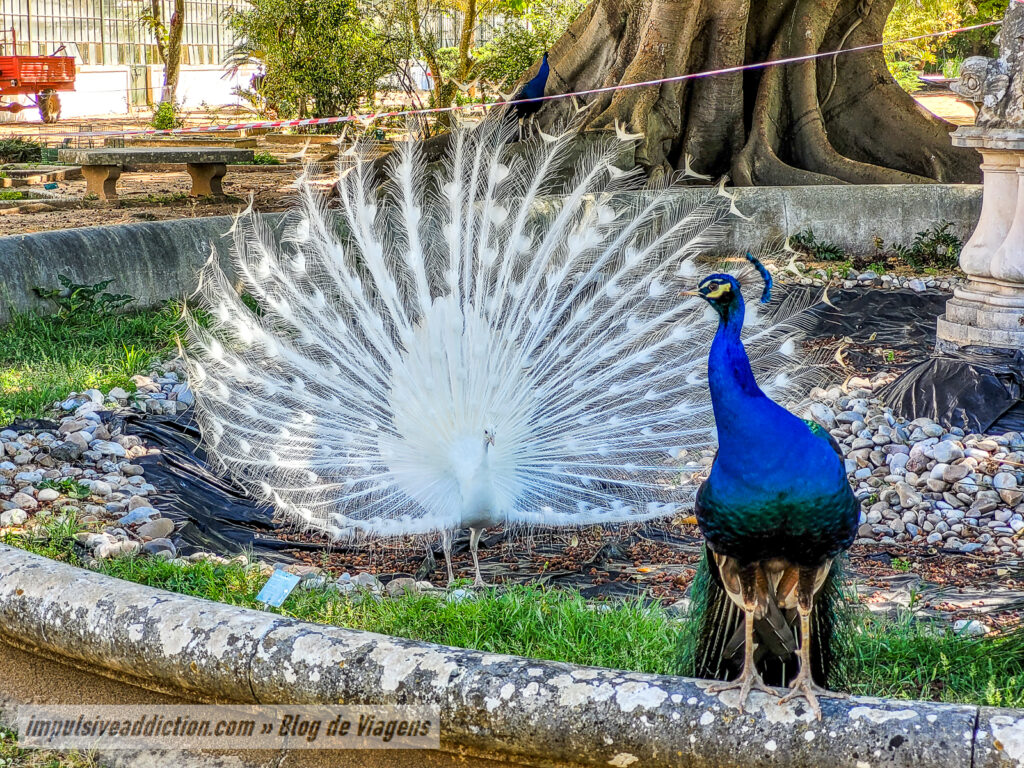 Jardim Botânico da Ajuda
