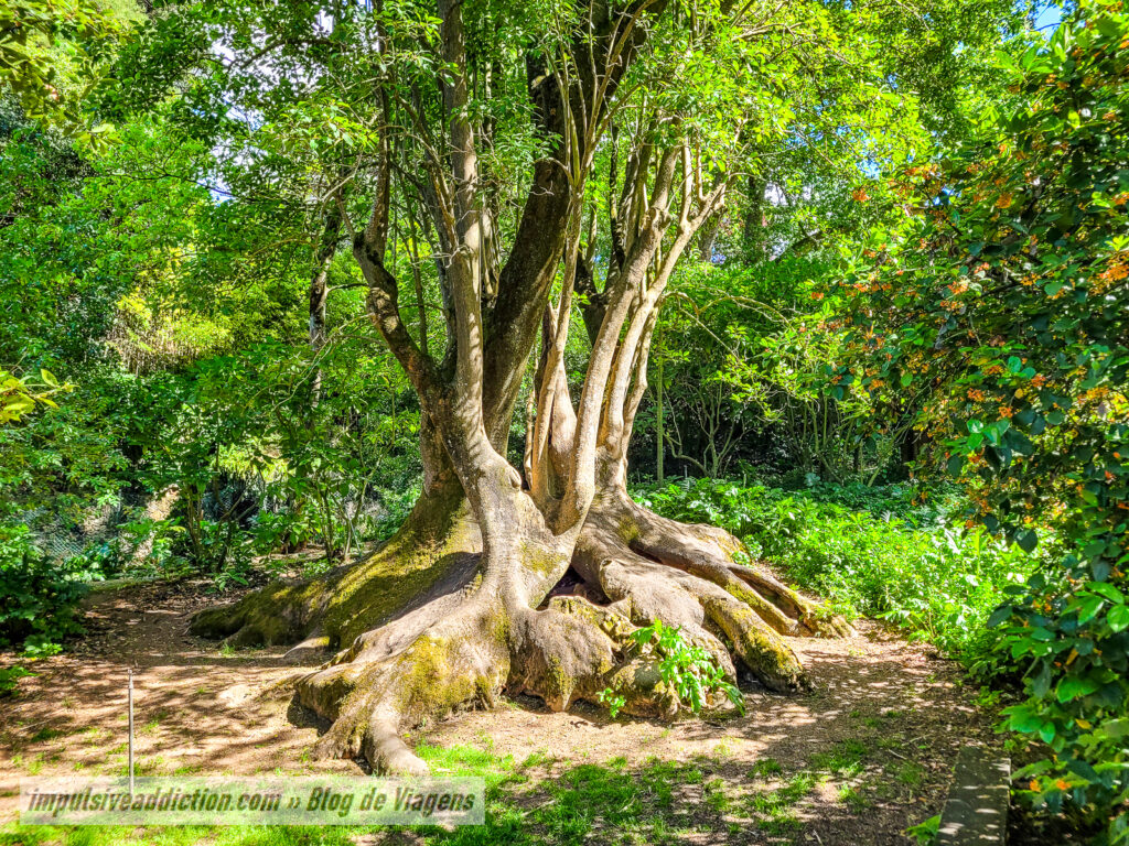 Jardim Botânico Monteiro-Mor em Lisboa