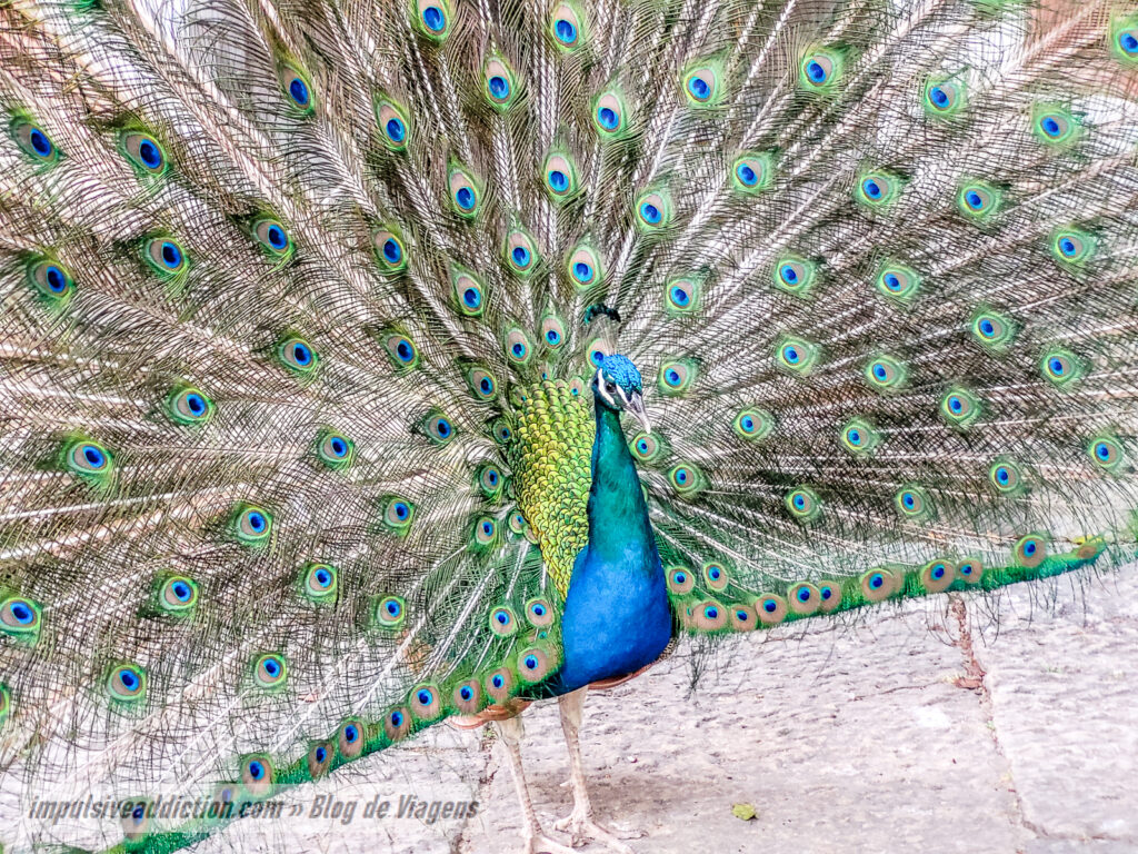 Jardim Botânico Tropical de Belém