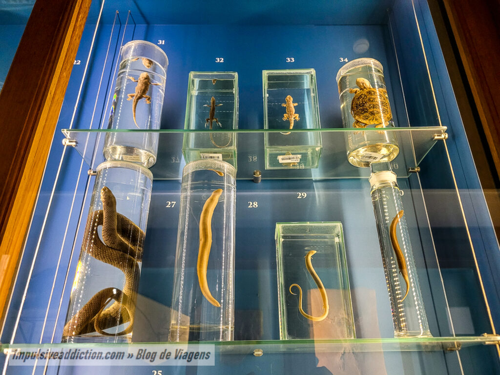 Museu de História Natural de Lisboa